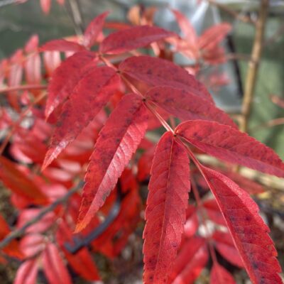 Sorbus 'Olympic Flame'