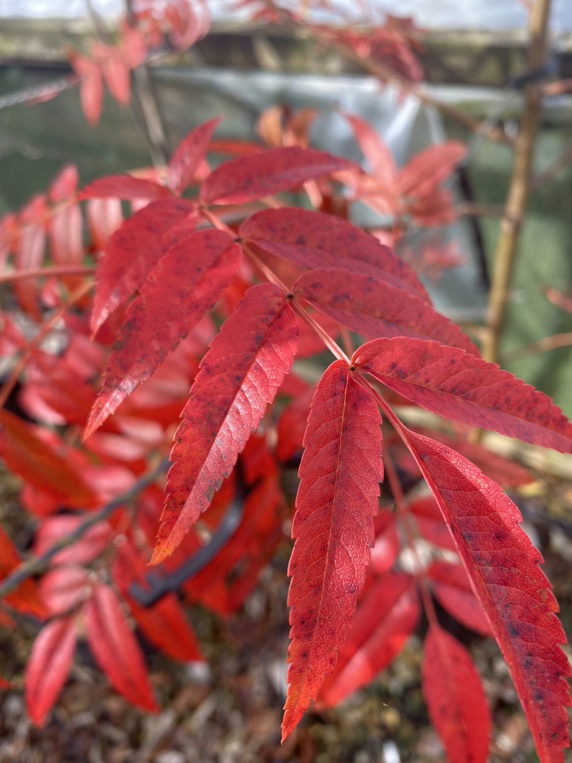 Sorbus 'Olympic Flame'