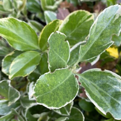 Euonymus 'President Gaultier' plant in 7cm pot