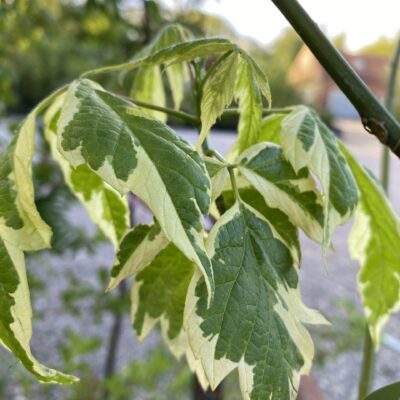 Acer negundo 'Elegans' XL 8 ft tree