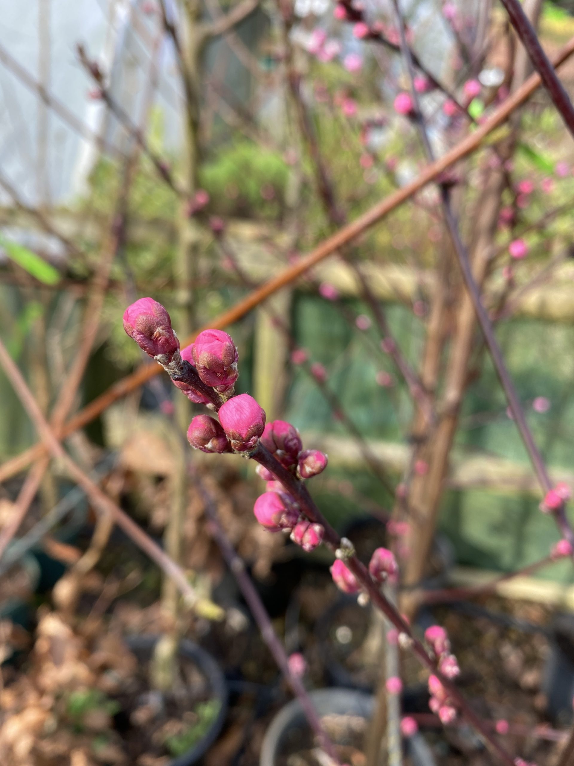 Prunus 'Spring Glow' Cherry Blossom 7 ft - Image 10