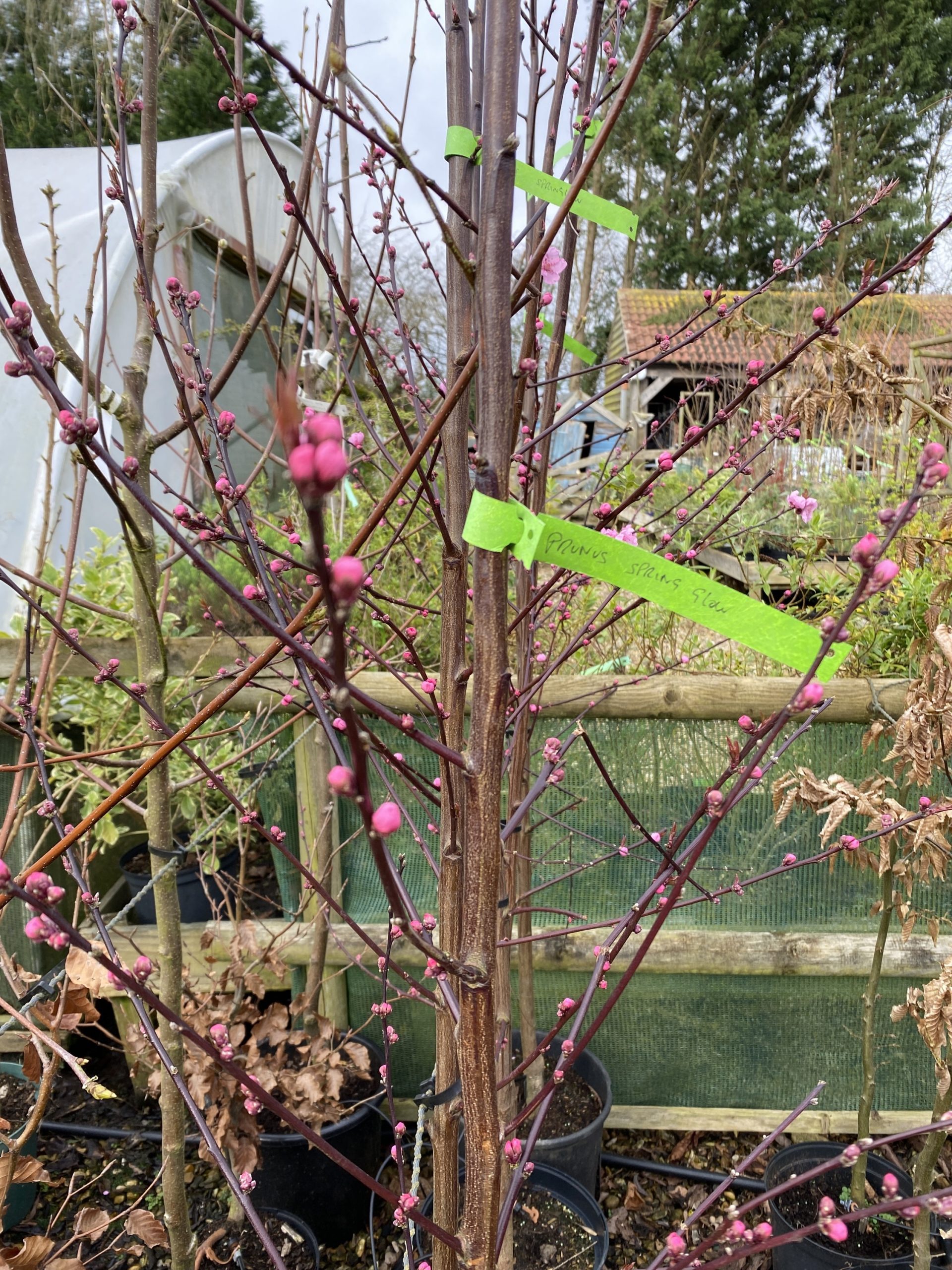 Prunus 'Spring Glow' Cherry Blossom 7 ft - Image 8