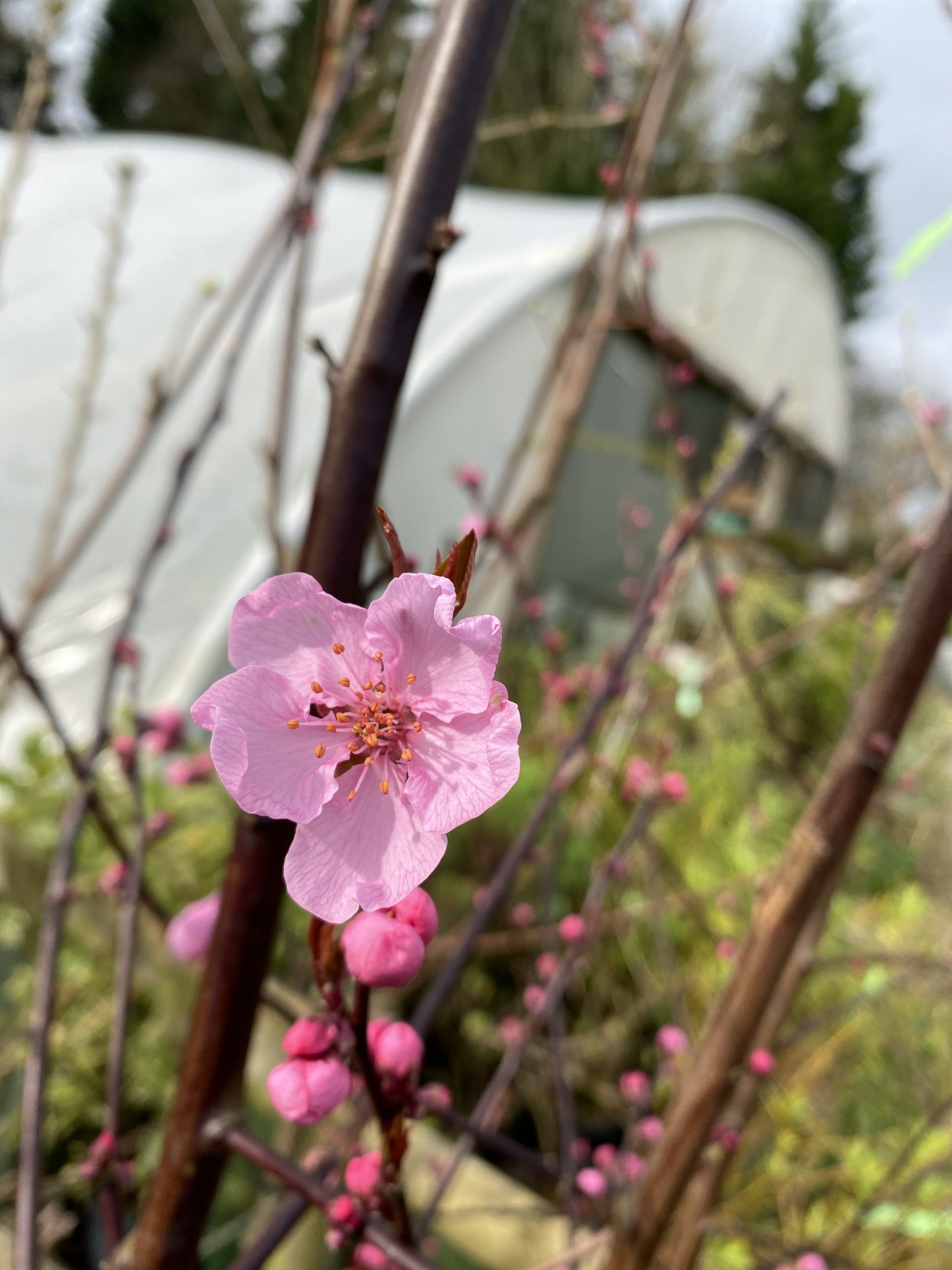 Prunus 'Spring Glow' Cherry Blossom 7 ft - Image 9