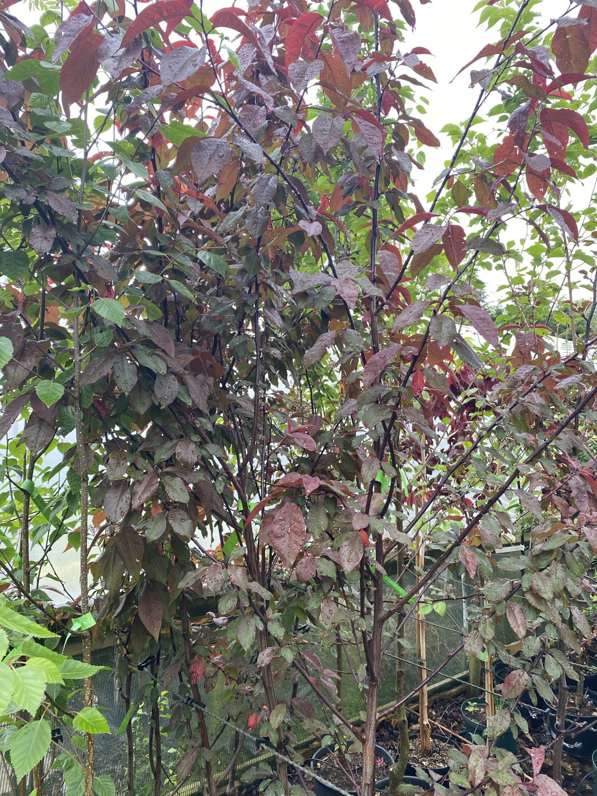 Prunus 'Spring Glow' Cherry Blossom 7 ft - Image 7