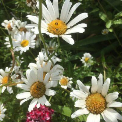 Leucanthemum vulgare Oxeye Daisy in 1 Litre pot