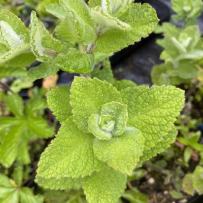 Mentha suaveolens Apple Mint in 7 cm pot