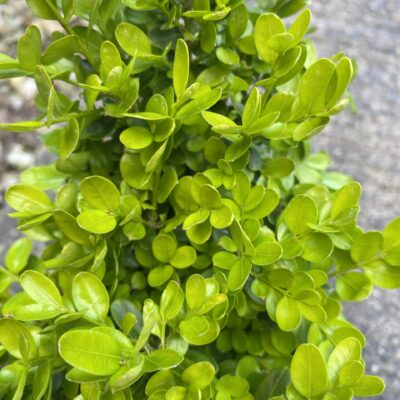Buxus suffruticosa Dwarf Box in 13cm pot