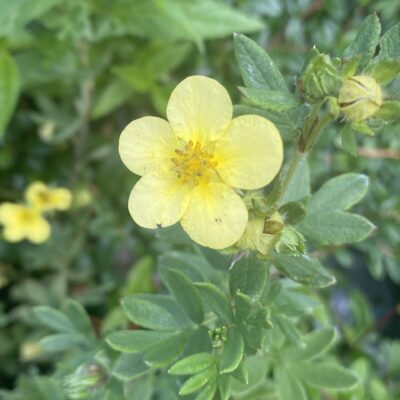 Potentilla fruticosa yellow in 7cm pot