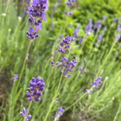 Lavender angustifolia Blue in 7cm pot