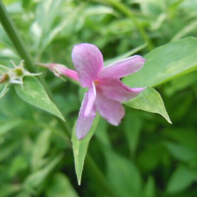 Jasminum x stephanense Jasmine plug plants x 3
