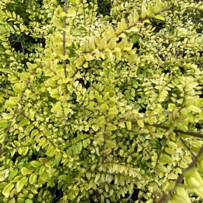 Lonicera nitida 'Baggesens Gold' in 7cm pot