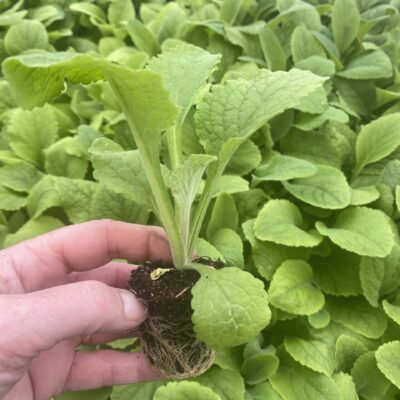 Digitalis purpurea 'alba' white Foxglove XL plug plants x 8