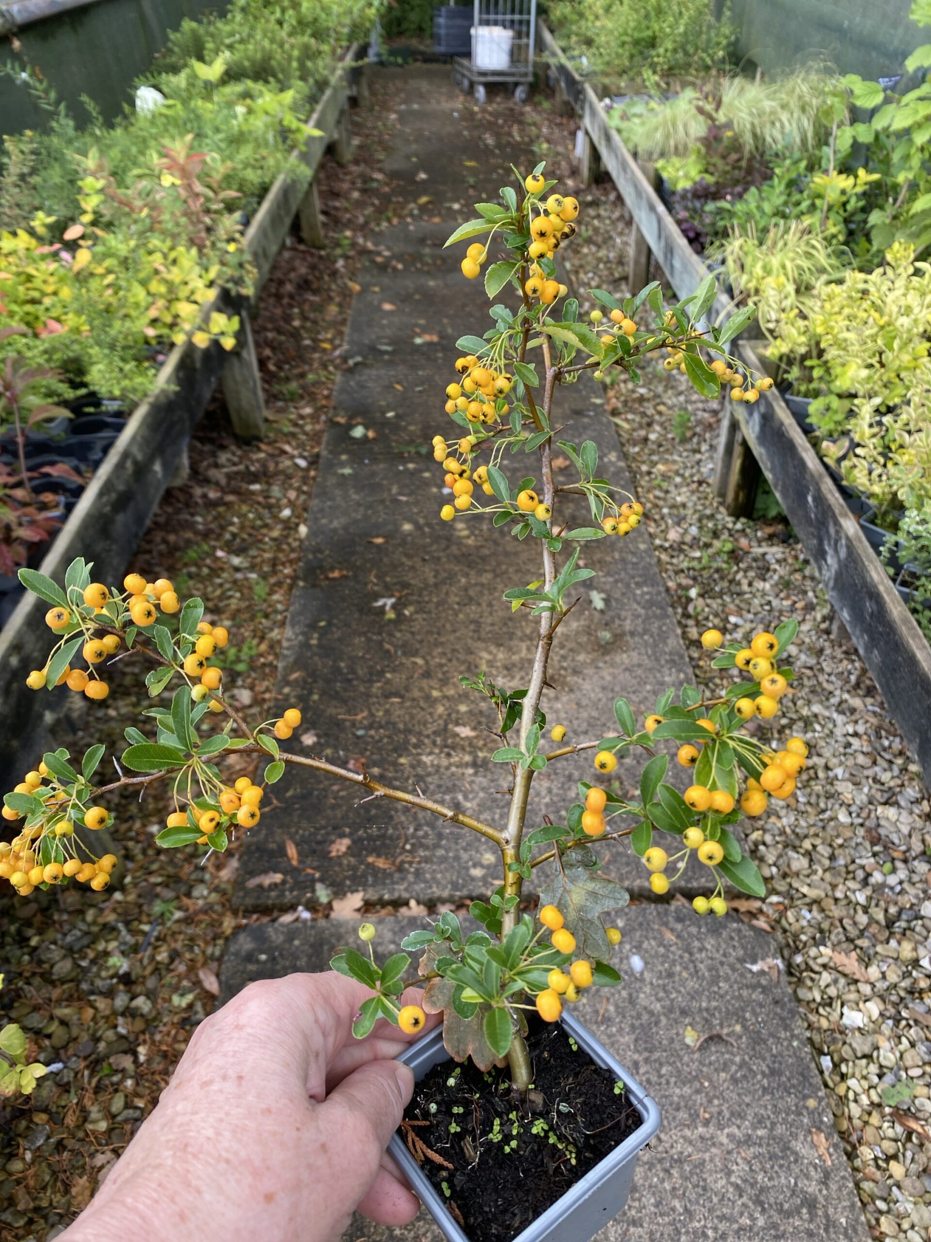 Pyracantha 'Soleil D'Or' Firethorn in 7cm pot - Image 2
