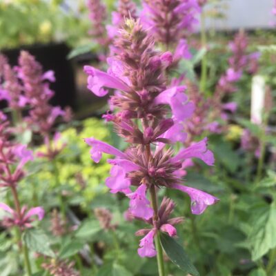 Agastache pallidiflora 'Rose Mint' in 7cm pot