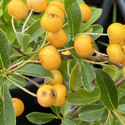 Pyracantha 'Soleil D'Or' Firethorn in 7cm pot