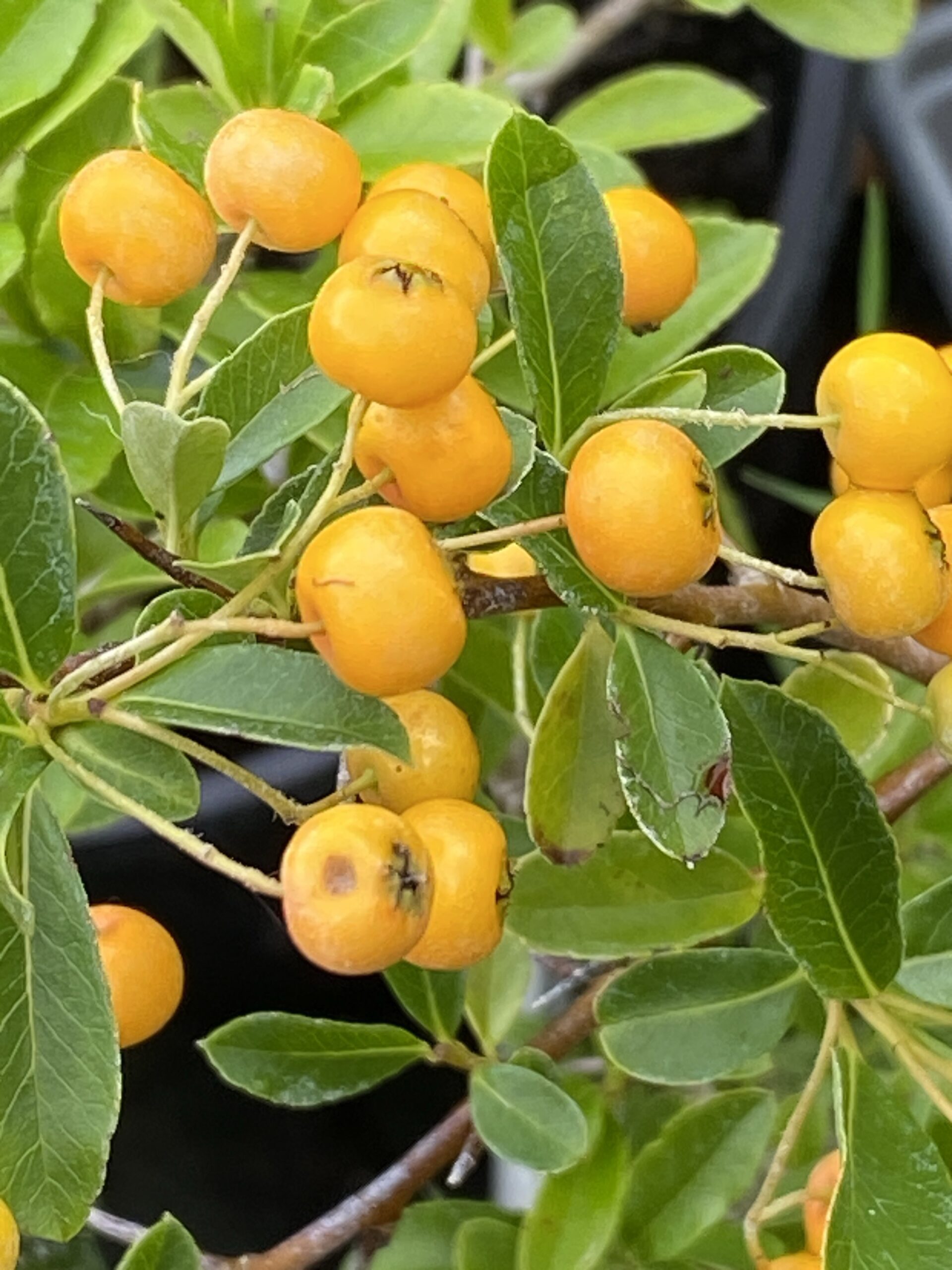 Pyracantha 'Soleil D'Or' Firethorn in 7cm pot