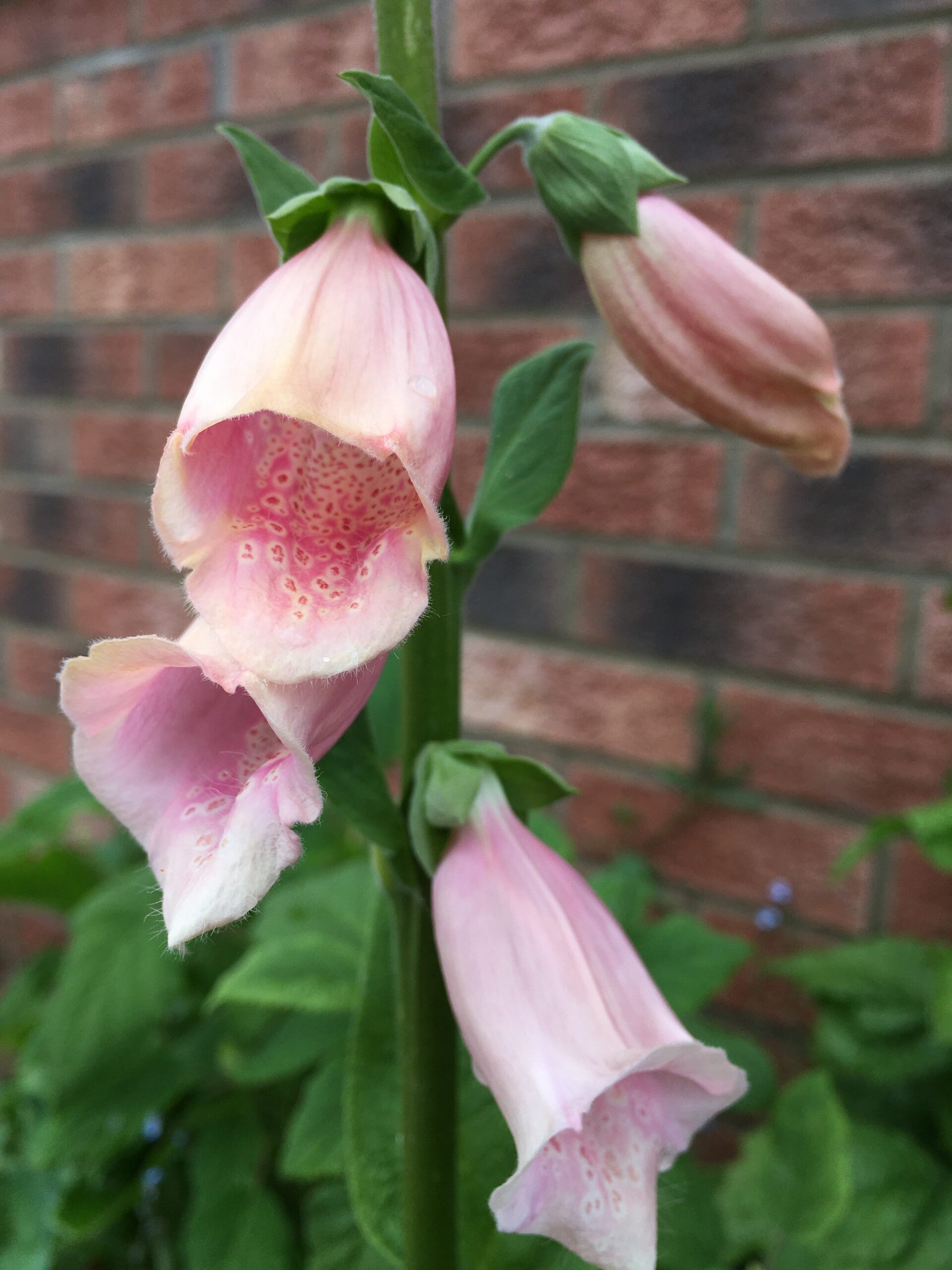 Digitalis x mentonensis Strawberry Foxglove XL plug plants x 10