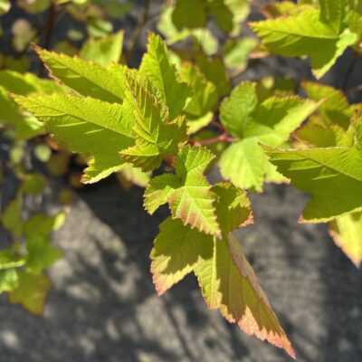 Physocarpus 'Darts Gold' in 5 litre pot