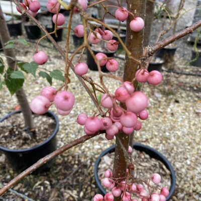 Sorbus vilmorinii Vilmorin's Rowan