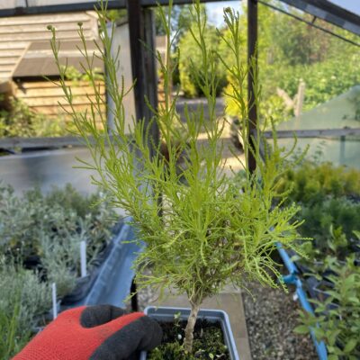 Santolina 'Lemon Fizz' Lavender-cotton in 7cm pot