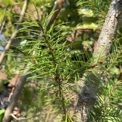Pseudotsuga menziesii Douglas Fir