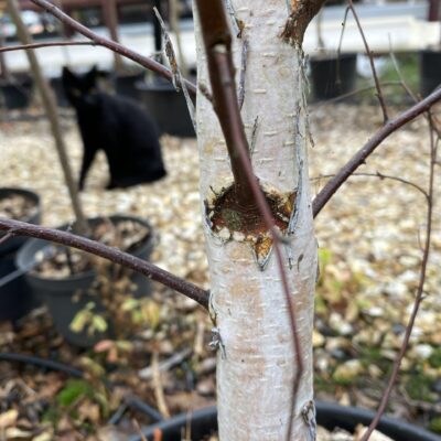 Betula pendula  Silver Birch XL