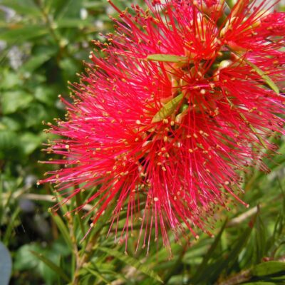 Callistemon rigidus Bottle Brush in 7cm pot