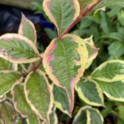 Weigela florida 'Variegata' in 7cm pot