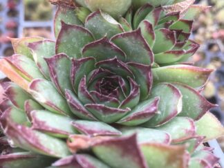 Succulents