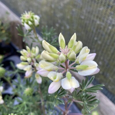 Lupinus arboreus Lupin Tree seeds freshly collected x 20