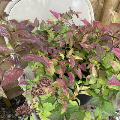 Spiraea 'Anthony Waterer' in 2 litre pot