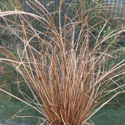 Carex Comans bronze grass plant in 7 cm pot