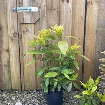 Aucuparia japonica in 5 litre pot
