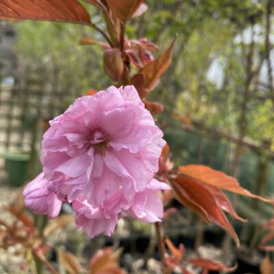 Prunus 'Royal Burgundy' Cherry Blossom 8 ft
