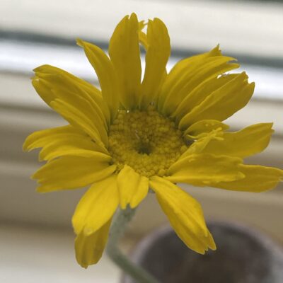 Anthemis tinctoria Yellow Chamomile plug plants x 10