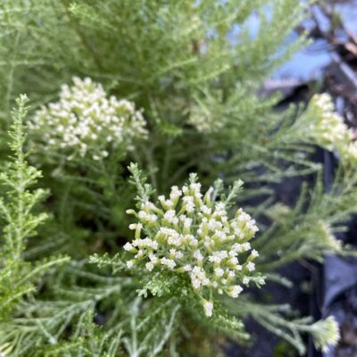 Ozothamnus rosemarinifolius 'Silver Jubilee' shrubs in 7 cm pots x 3