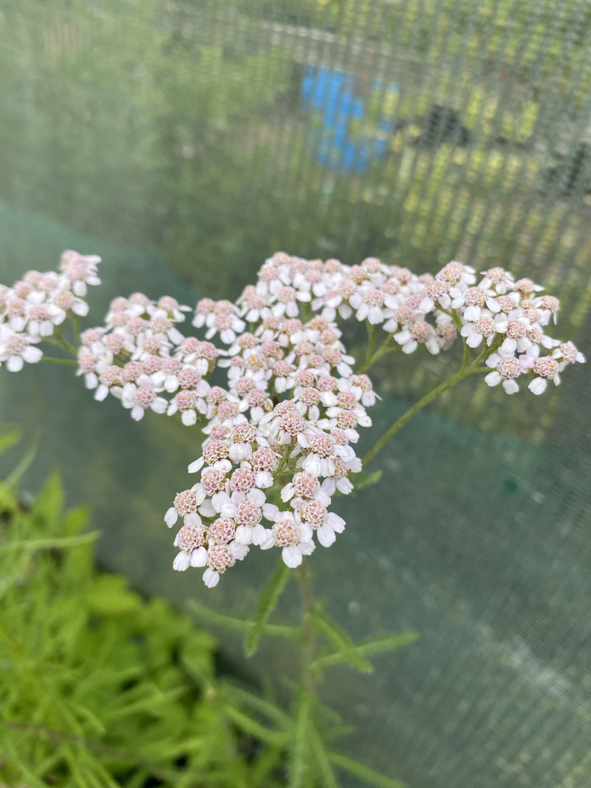 Achillea millifolium Yarrow XL plug plants x 10 - Image 5