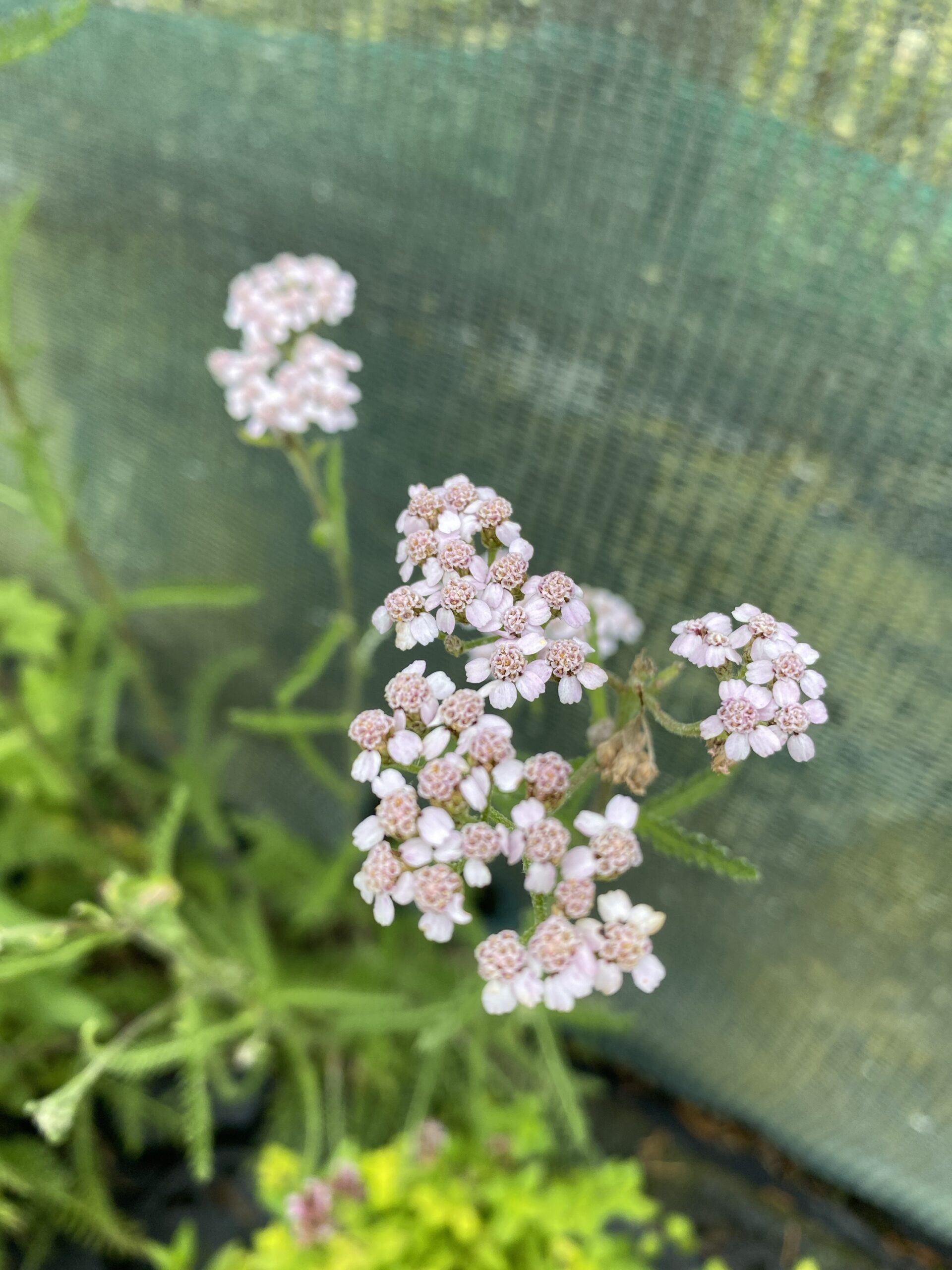 Achillea millifolium Yarrow XL plug plants x 10 - Image 4