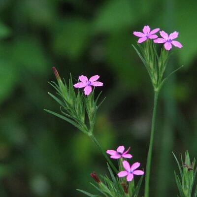 Dianthus Armeria Deptford Pink Plug Plants x 10