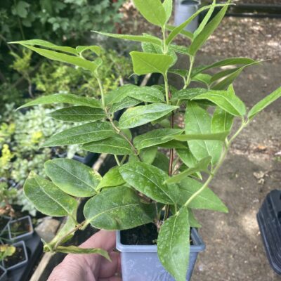 Lonicera Henryi climbing honeysuckle plant in 7 cm pot