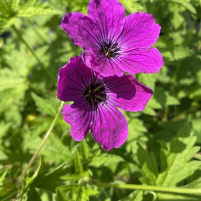 Geranium 'Red Admiral' in 1 litre pot