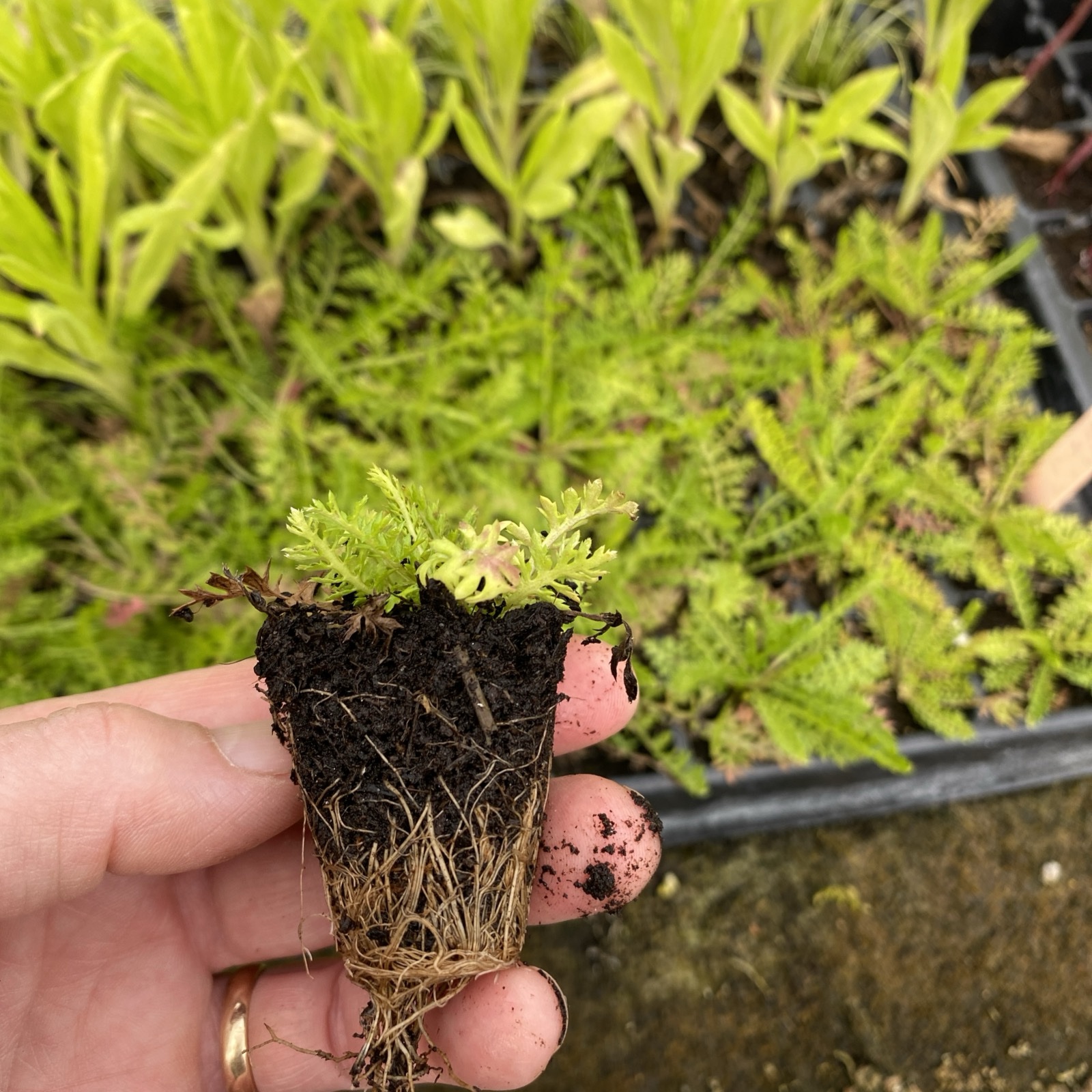 Achillea millifolium Yarrow XL plug plants x 10 - Image 3