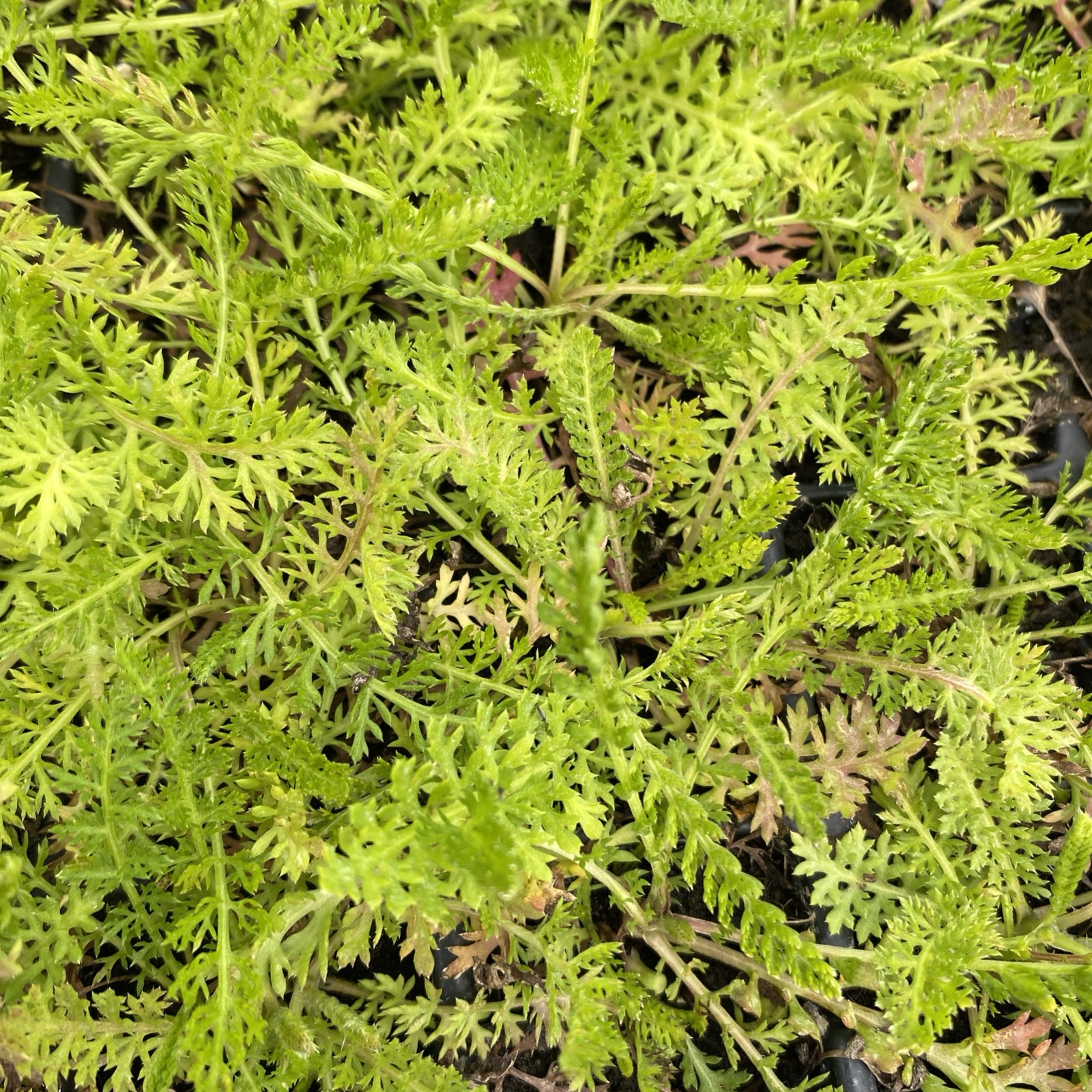 Achillea millifolium Yarrow XL plug plants x 10 - Image 2