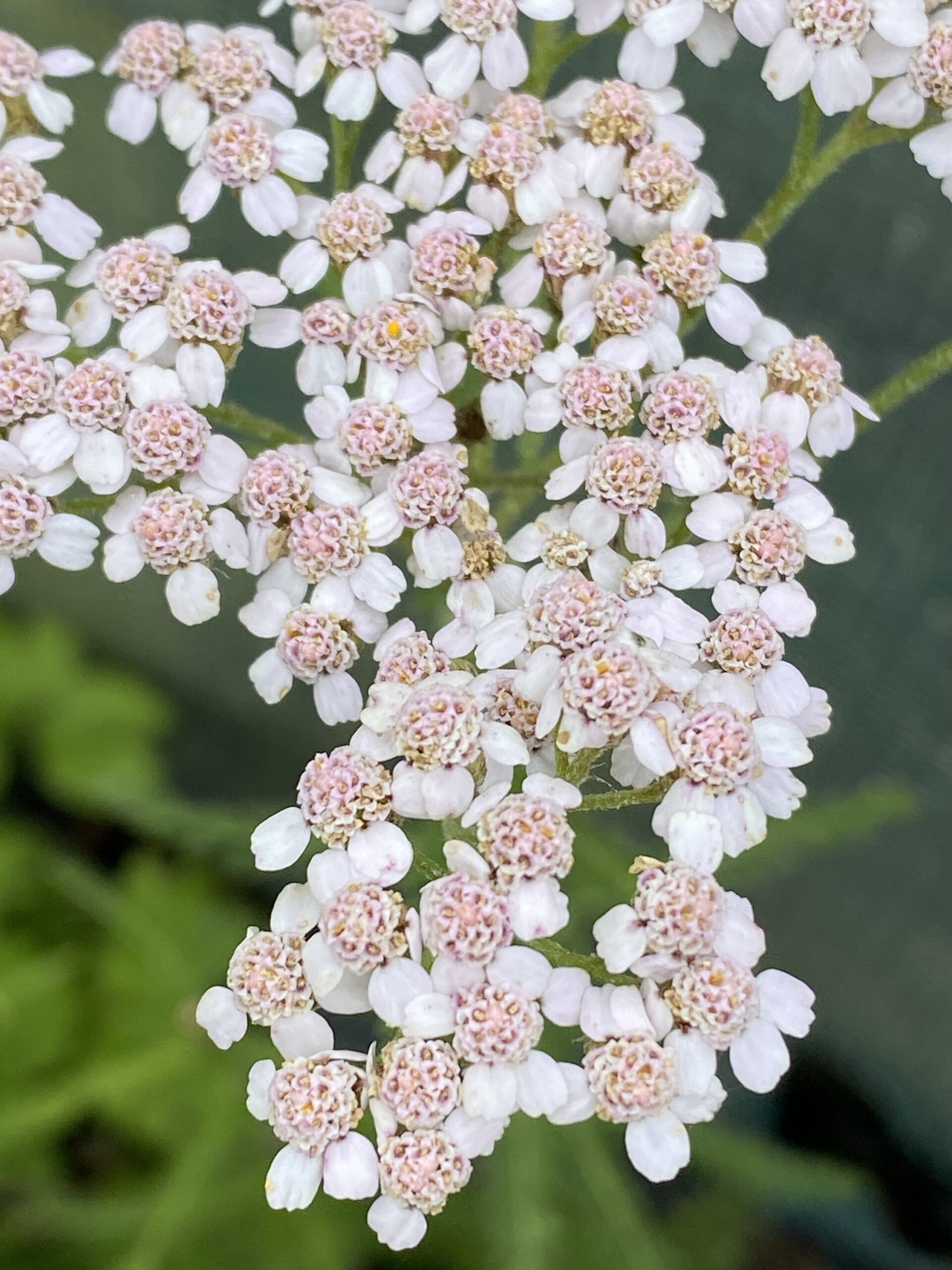 Achillea millifolium Yarrow XL plug plants x 10
