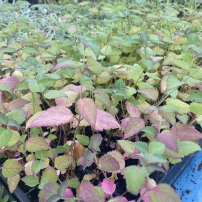 Leycesteria formosa Himalayan Honeysuckle shrub plant in 7 cm pot