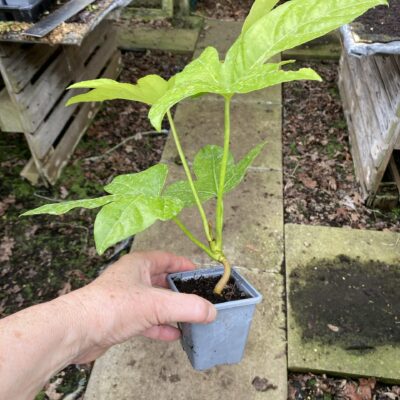 Fatsia japonica Castor Oil plant in 7 cm pot