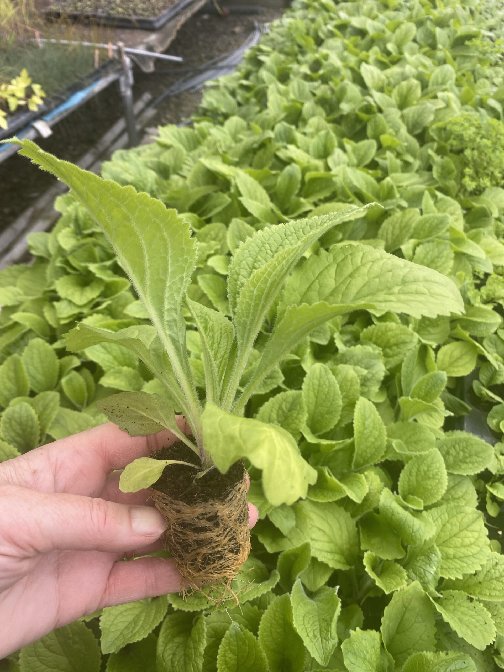 Digitalis x mentonensis Strawberry Foxglove XL plug plants x 10 - Image 2