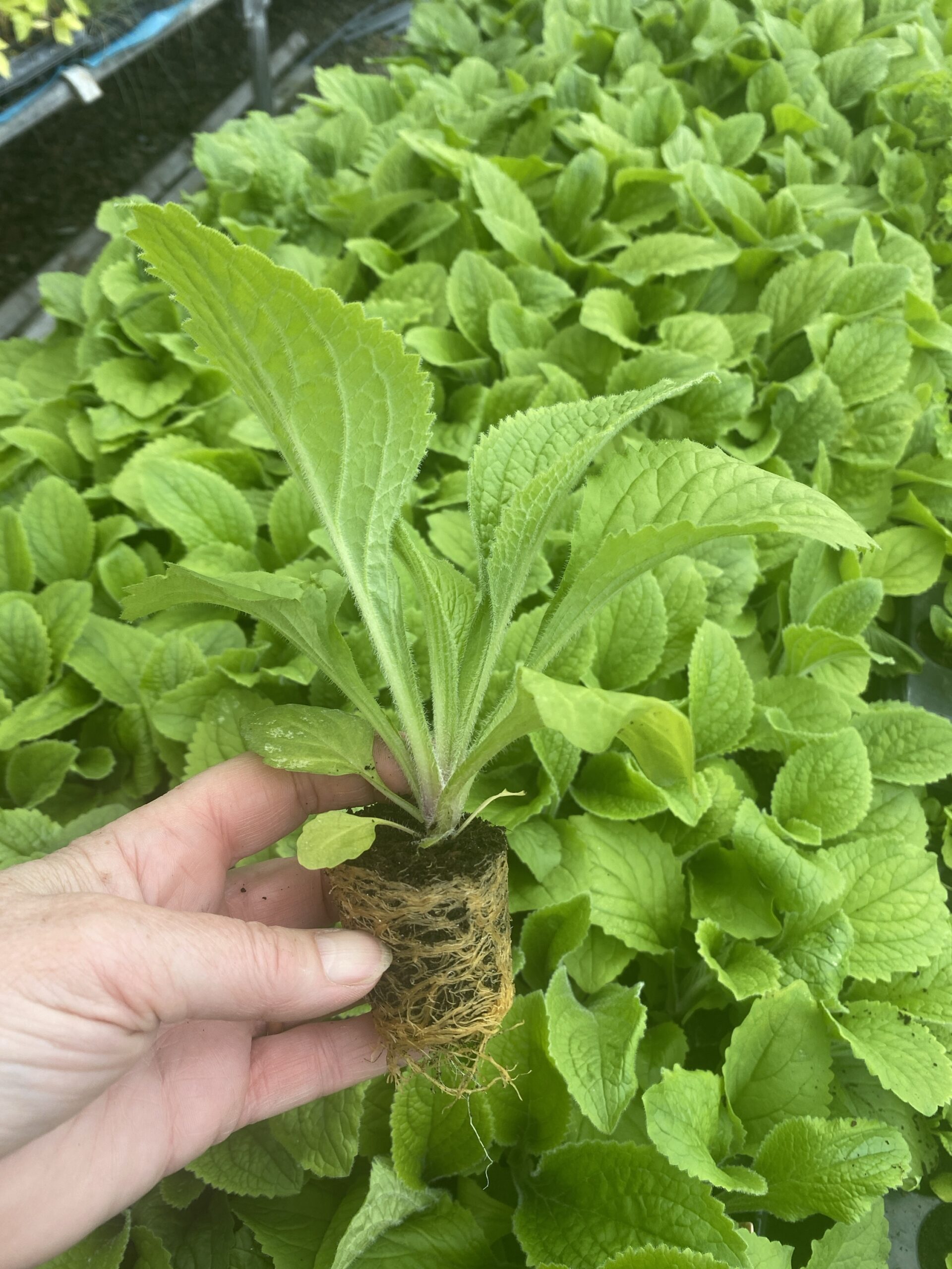 Digitalis x mentonensis Strawberry Foxglove XL plug plants x 10 - Image 3